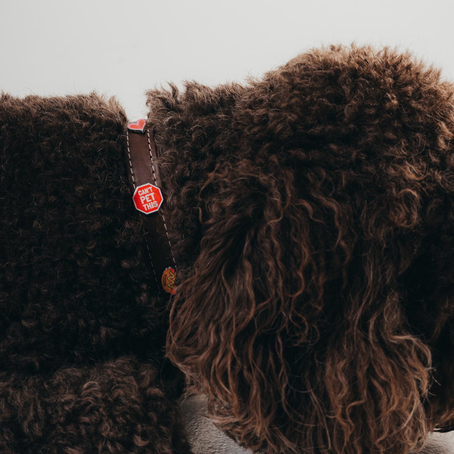 Can't Pet This | Bijoux