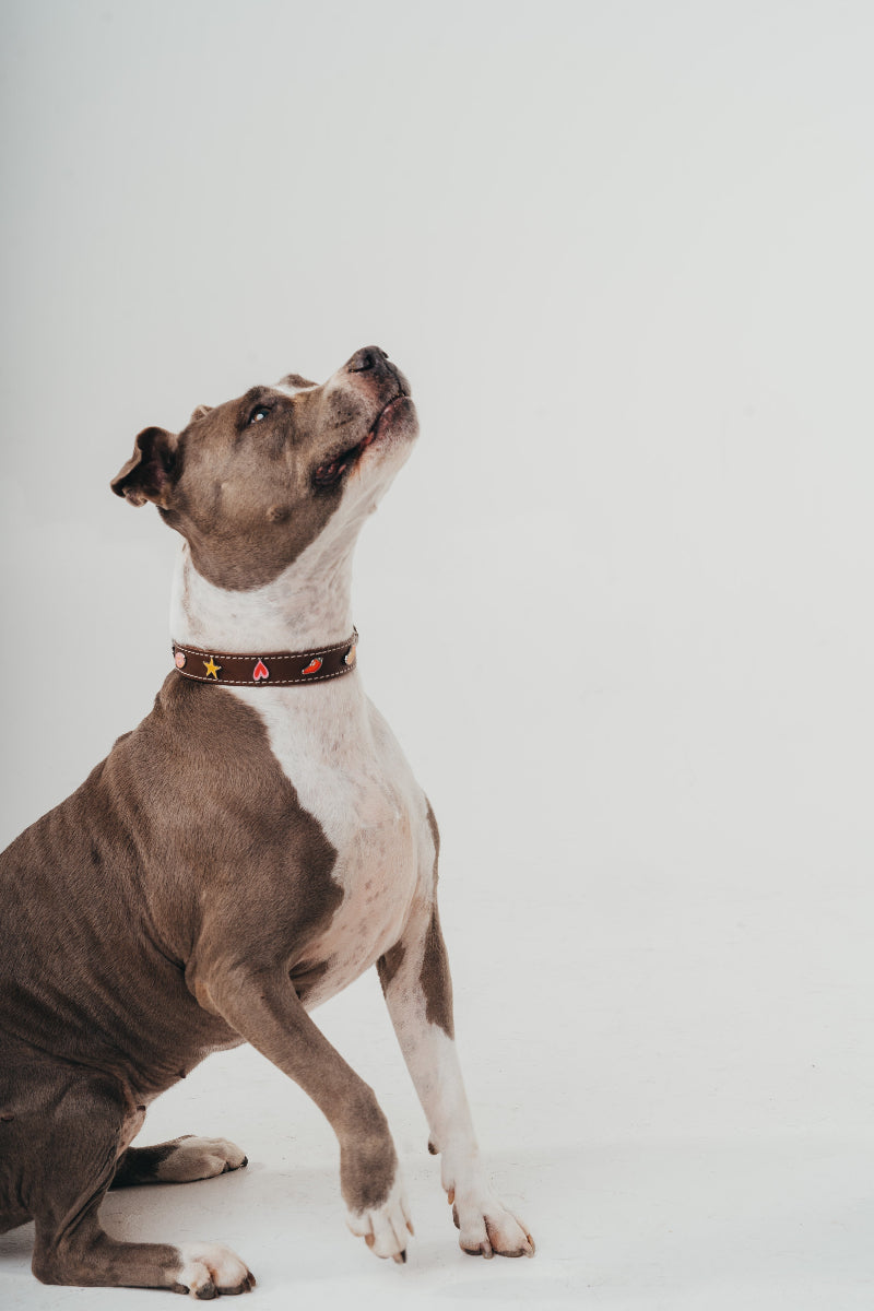 Handcrafted luxury leather collar by Mou Mou Couture with removable charms displayed on Pitbull and white background