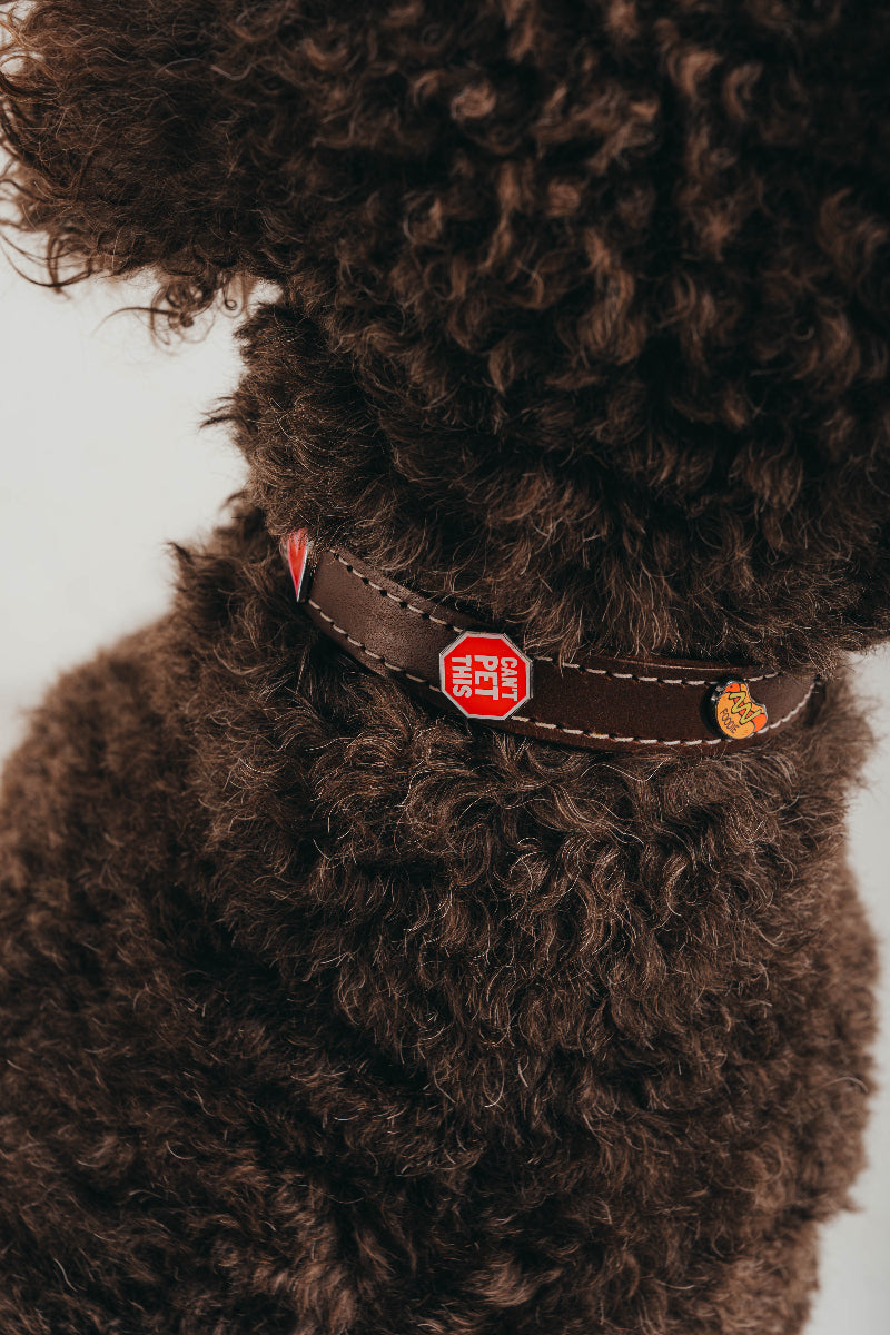 Handcrafted luxury leather collar by Mou Mou Couture with removable charms displayed on Poodle and white background