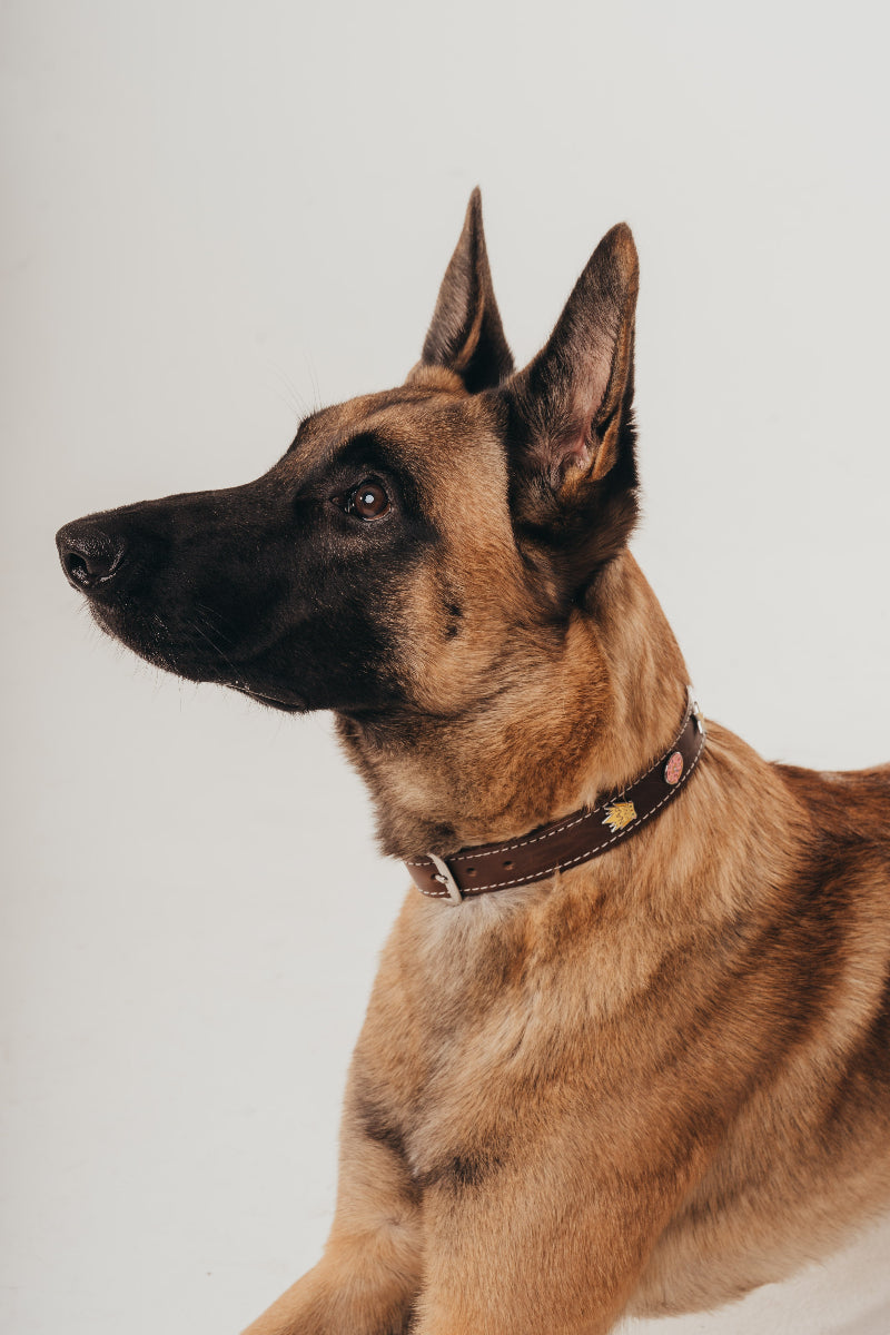 Handcrafted luxury leather collar by Mou Mou Couture with removable charms displayed on white background