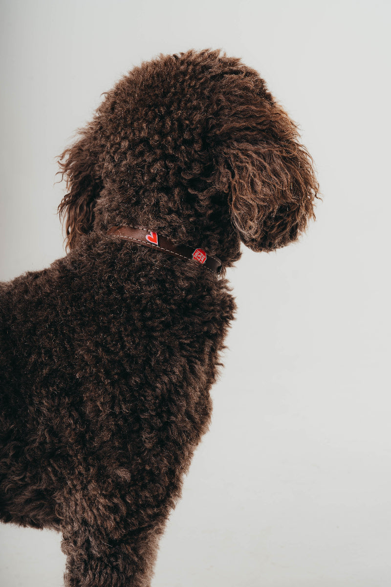 Handcrafted leather collar by Mou Mou Couture with removable charm on a poodle on a white background