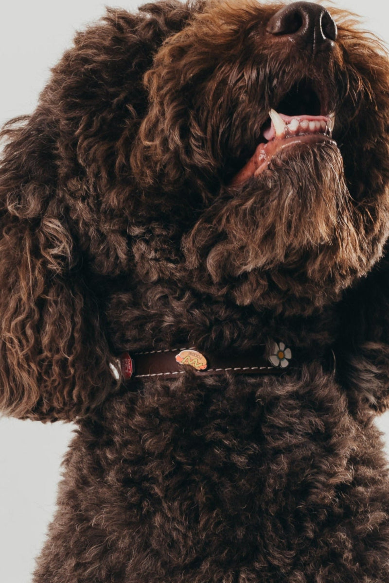 Handcrafted luxury leather collar by Mou Mou Couture with removable charms displayed on Poodle and white background