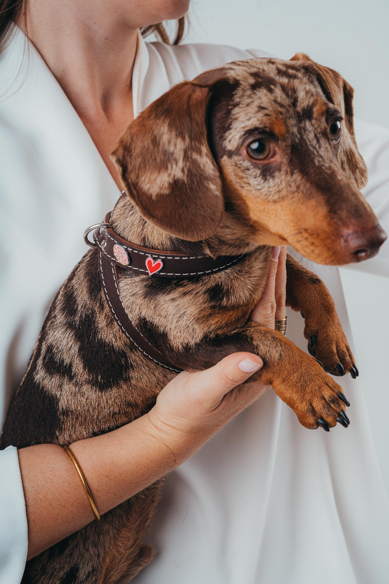 Small dachshund wearing Mou Mou Couture handmade leather harness and being held by a person with a white background