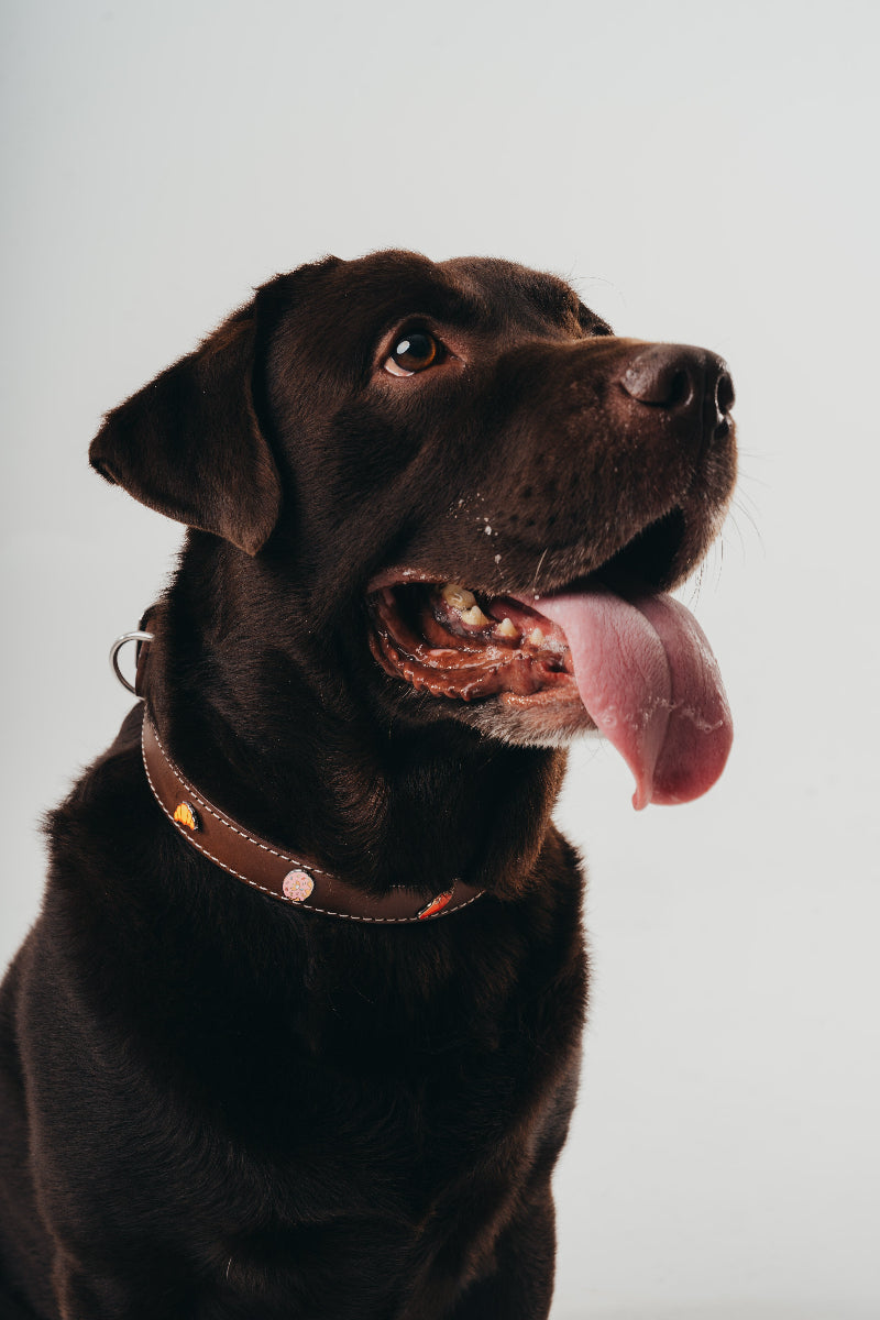 Handmade luxury leather collar for dogs with removable metal charms by Mou Mou Couture on a Labrador on a white background