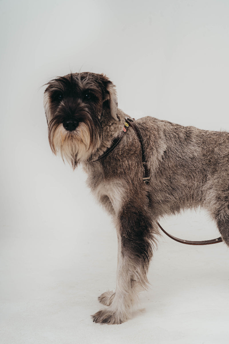 Elegant handcrafted leather dog collars with removable charms by Mou Mou Couture on Schnauzer and a white background
