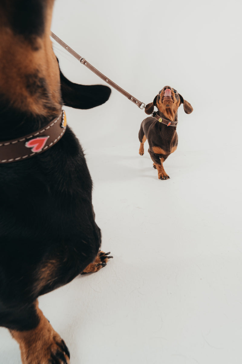 Handcrafted collars and leashes by Mou Mou Couture on Dachshund on a white background