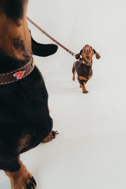Handcrafted collars and leashes by Mou Mou Couture on Dachshund on a white background
