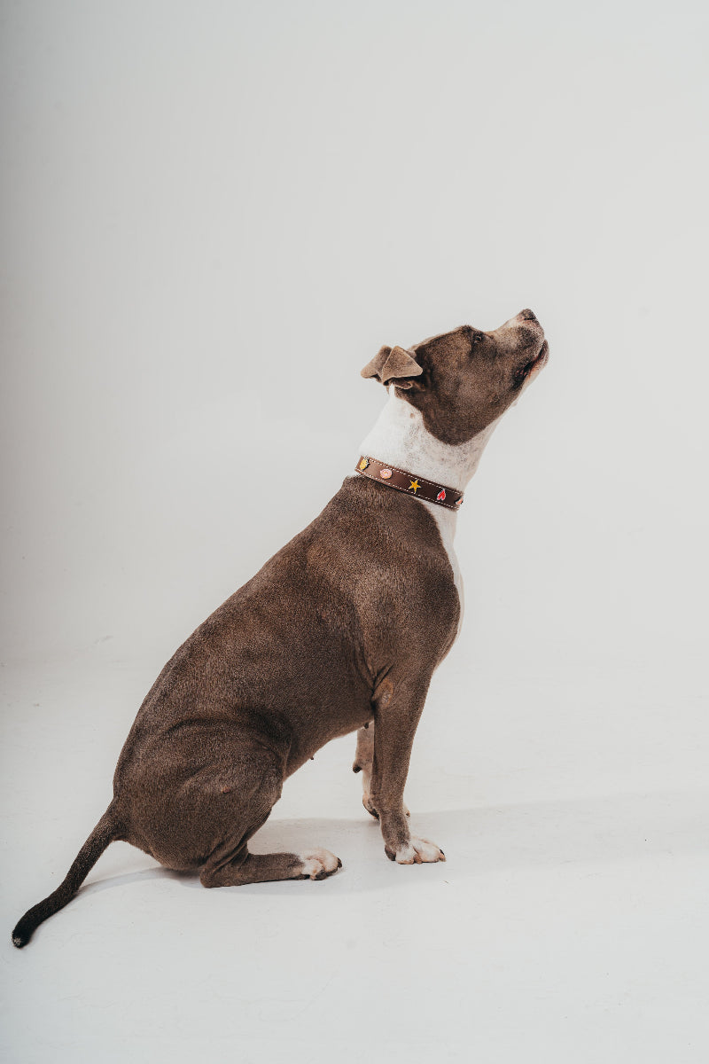 Handcrafted luxury leather collar by Mou Mou Couture with removable charms displayed on a Pitbull and white background