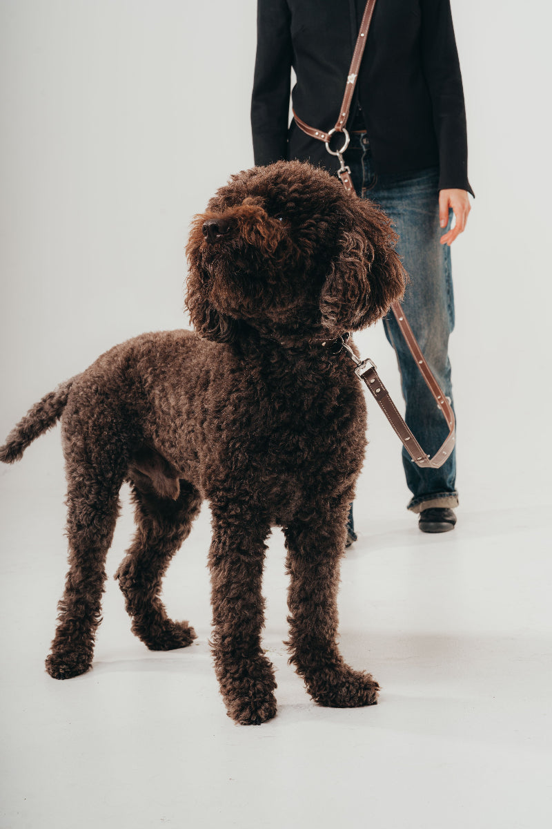 Handcrafted dog leash in real leather by Mou Mou Couture on a poodle on white background