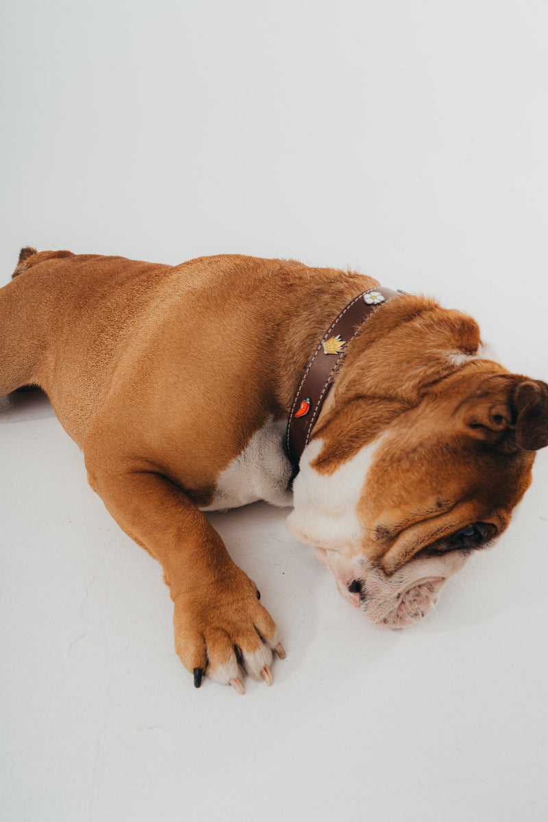 Handcrafted luxury leather collar by Mou Mou Couture with removable charms displayed on English Bulldog and white background