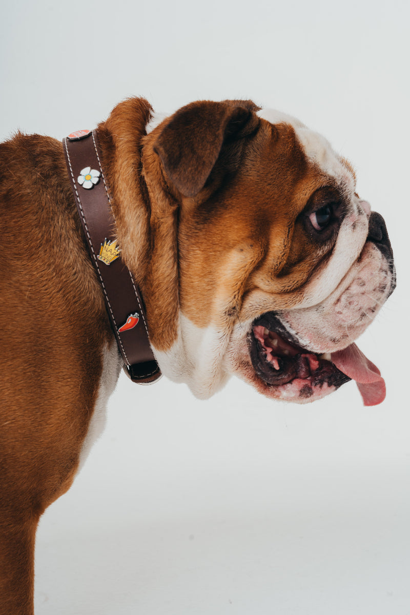 Handcrafted leather dog collar with removable charms for dogs by Mou Mou Couture on an English Bulldog, displayed on a white background