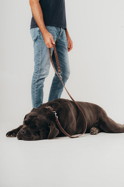 Hand made leather leash for dogs by Mou Mou Couture on a Cane Corso displayed on a white background