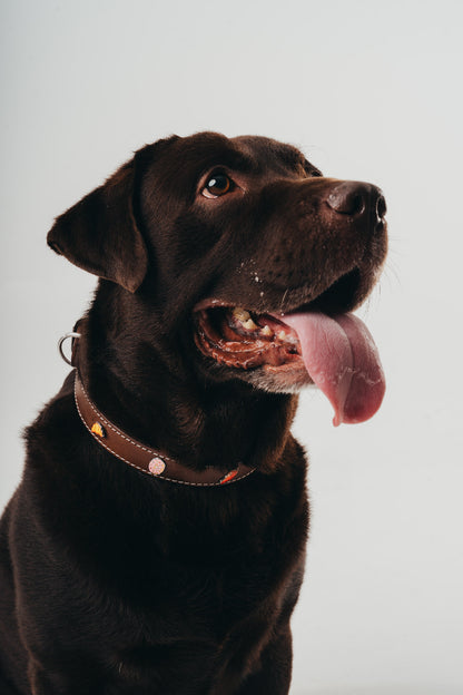 Handmade luxury leather collar for dogs with removable metal charms by Mou Mou Couture on a Labrador on a white background
