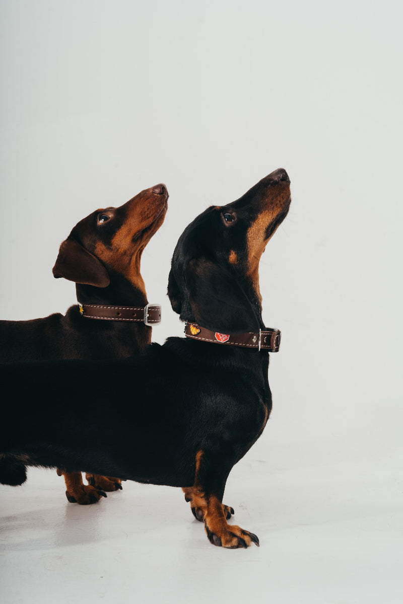 Elegant handcrafted leather dog collars with removable charms by Mou Mou Couture on Dachshunds and a white background